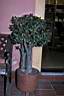 CRASSULA PORTULACEA.jpg
